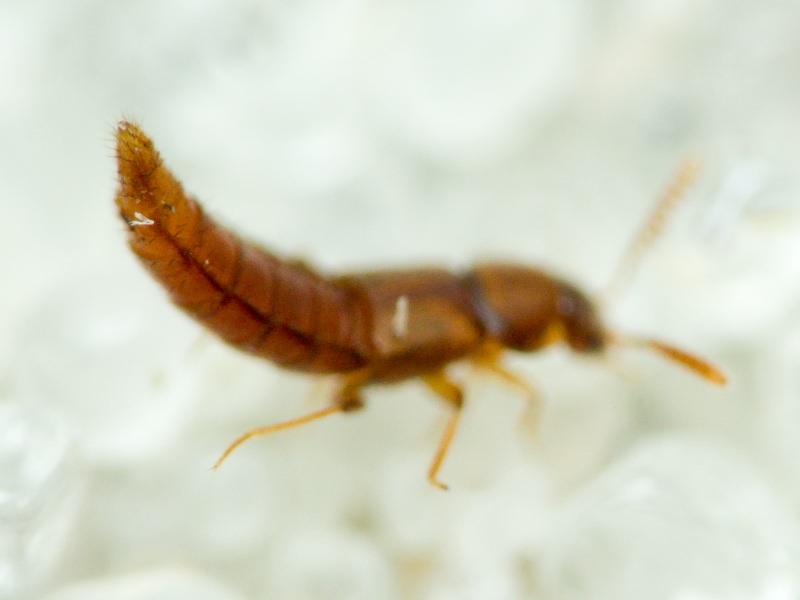 Staphylinidae Latreille, 1802